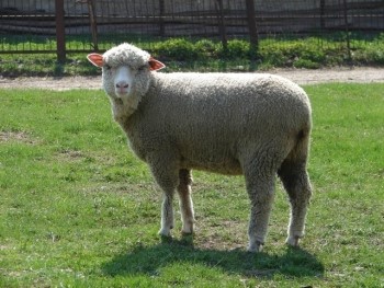 Odmiana Uhruska polskiej owcy nizinnej